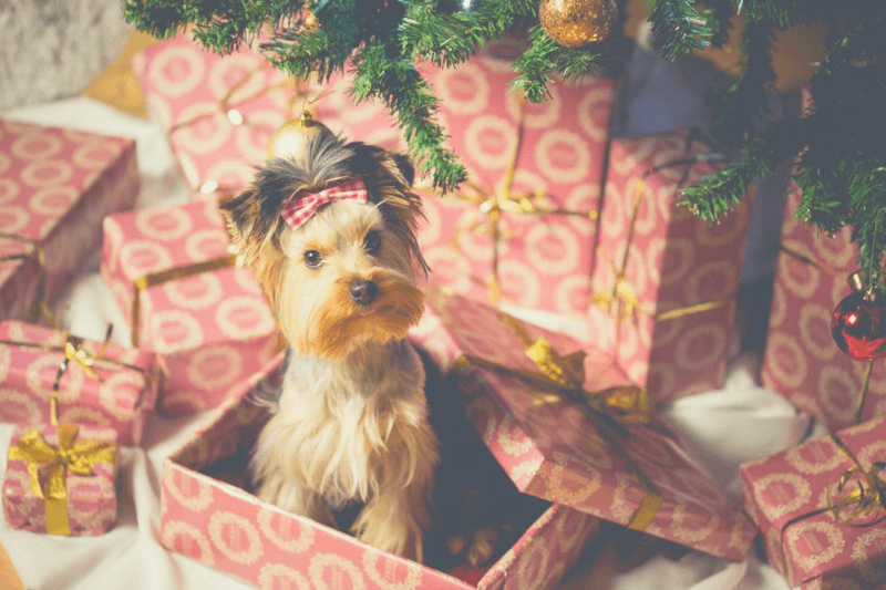 Hund unterm Weihnachtsbaum