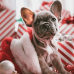 Die 13 besten Weihnachtsgeschenke für Deinen Hund